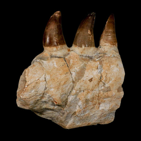 6.9" Mosasaur Prognathodon Fossil Jaw Section Teeth Cretaceous Dinosaur Era COA