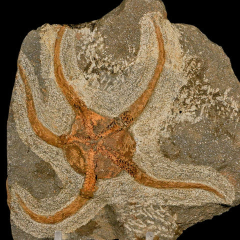 4.3" Brittlestar Ophiura Sp Starfish Fossil Ordovician Age Morocco COA & Stand - Fossil Age Minerals