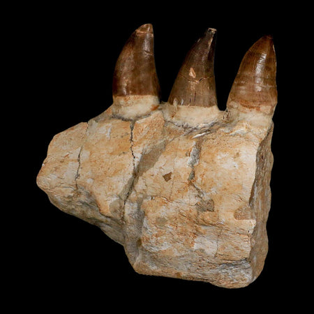 6.9" Mosasaur Prognathodon Fossil Jaw Section Teeth Cretaceous Dinosaur Era COA