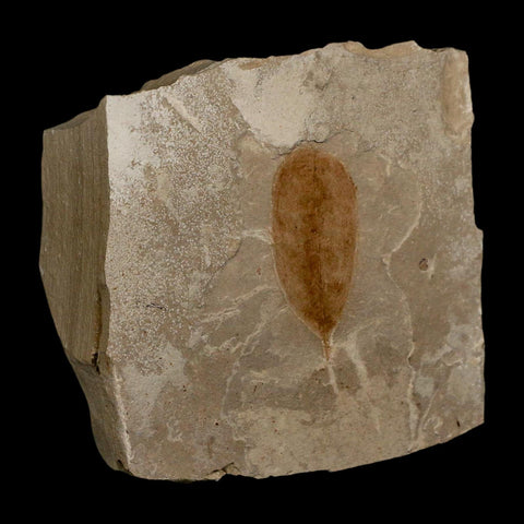 1.5" Detailed Leguminosites Lesquereuxiana Fossil Plant Leaf Eocene Green River FM Utah - Fossil Age Minerals