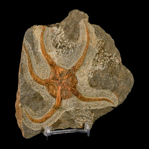 4.3" Brittlestar Ophiura Sp Starfish Fossil Ordovician Age Morocco COA & Stand - Fossil Age Minerals