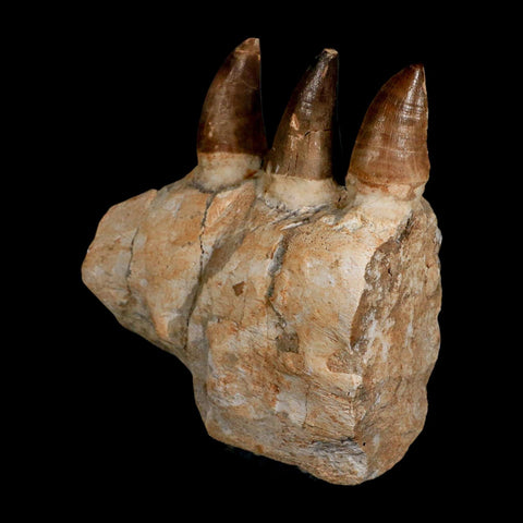 6.9" Mosasaur Prognathodon Fossil Jaw Section Teeth Cretaceous Dinosaur Era COA