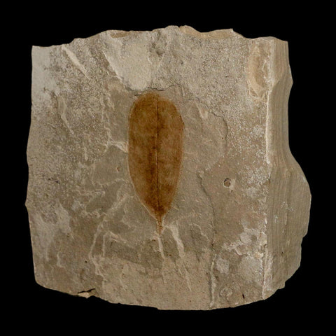 1.5" Detailed Leguminosites Lesquereuxiana Fossil Plant Leaf Eocene Green River FM Utah - Fossil Age Minerals