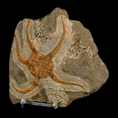4.3" Brittlestar Ophiura Sp Starfish Fossil Ordovician Age Morocco COA & Stand - Fossil Age Minerals