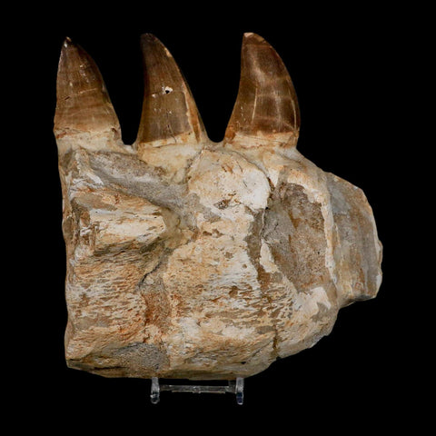 6.9" Mosasaur Prognathodon Fossil Jaw Section Teeth Cretaceous Dinosaur Era COA