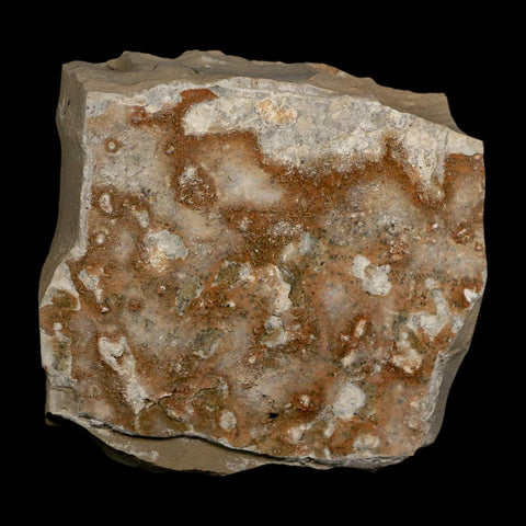 1.5" Detailed Leguminosites Lesquereuxiana Fossil Plant Leaf Eocene Green River FM Utah - Fossil Age Minerals