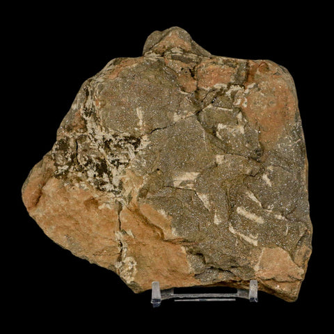 4.3" Brittlestar Ophiura Sp Starfish Fossil Ordovician Age Morocco COA & Stand - Fossil Age Minerals