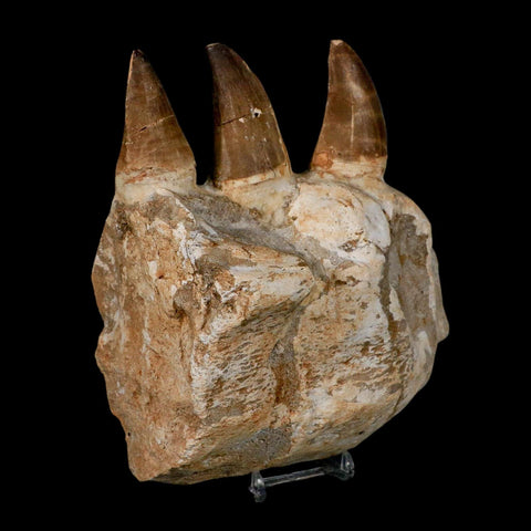 6.9" Mosasaur Prognathodon Fossil Jaw Section Teeth Cretaceous Dinosaur Era COA