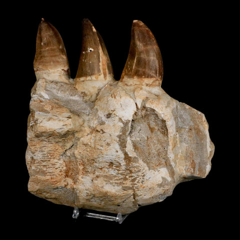 6.9" Mosasaur Prognathodon Fossil Jaw Section Teeth Cretaceous Dinosaur Era COA