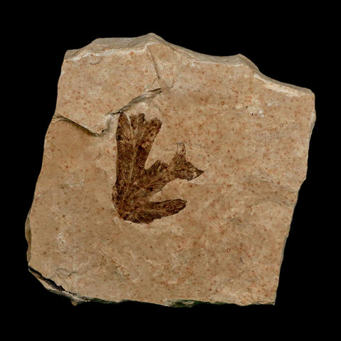1.1" Detailed Lygodium Kaulfussii Fossil Plant Leaf Eocene Age Green River FM Utah - Fossil Age Minerals