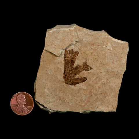 1.1" Detailed Lygodium Kaulfussii Fossil Plant Leaf Eocene Age Green River FM Utah - Fossil Age Minerals