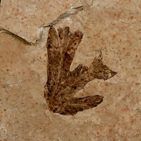 1.1" Detailed Lygodium Kaulfussii Fossil Plant Leaf Eocene Age Green River FM Utah - Fossil Age Minerals