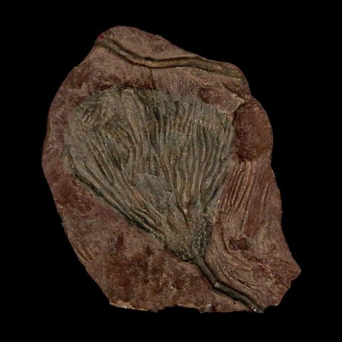 7.5" Scyphocrinites Elegans Crinoid Fossil Plate Sea Lilly Echinoderm Morocco Stand