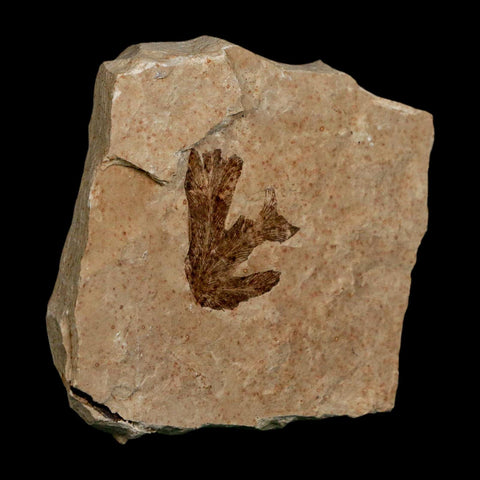 1.1" Detailed Lygodium Kaulfussii Fossil Plant Leaf Eocene Age Green River FM Utah - Fossil Age Minerals