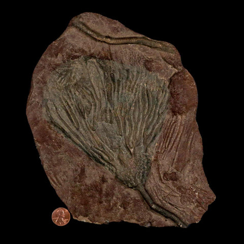 7.5" Scyphocrinites Elegans Crinoid Fossil Plate Sea Lilly Echinoderm Morocco Stand