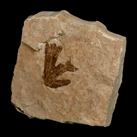 1.1" Detailed Lygodium Kaulfussii Fossil Plant Leaf Eocene Age Green River FM Utah - Fossil Age Minerals