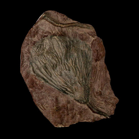 7.5" Scyphocrinites Elegans Crinoid Fossil Plate Sea Lilly Echinoderm Morocco Stand