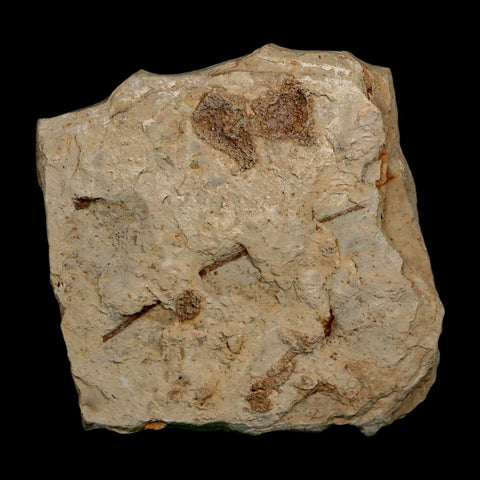 1.1" Detailed Lygodium Kaulfussii Fossil Plant Leaf Eocene Age Green River FM Utah - Fossil Age Minerals
