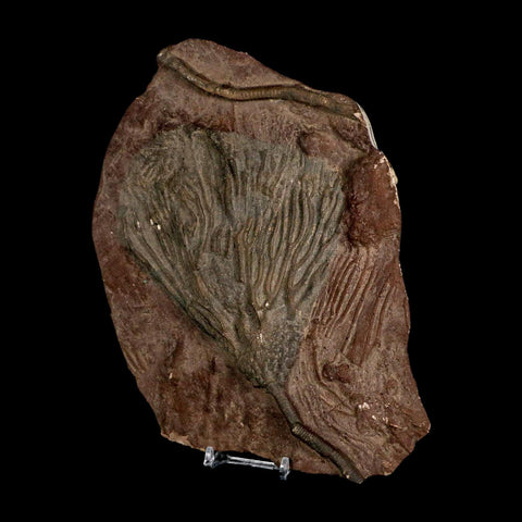 7.5" Scyphocrinites Elegans Crinoid Fossil Plate Sea Lilly Echinoderm Morocco Stand