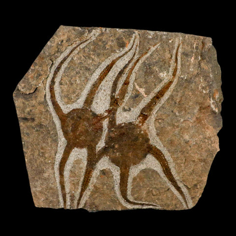 2 Two Brittlestar Ophiura Sp Starfish Fossil Ordovician Age Morocco COA & Stand - Fossil Age Minerals