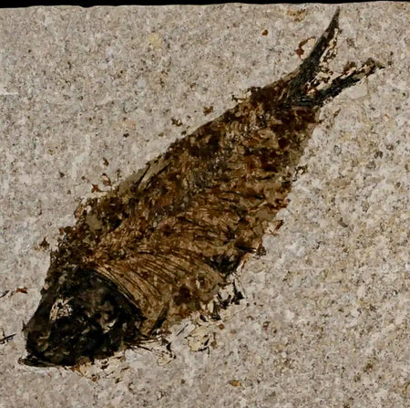 XL 4.2" Knightia Eocaena Fossil Fish Green River FM Wyoming Eocene Age COA & Stand
