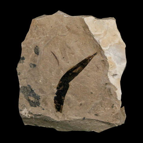 1.6" Detailed Cedrelospermum Nervosum Fossil Plant Leaf Eocene Age Green River FM UT - Fossil Age Minerals