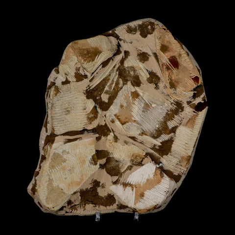 7.5" Scyphocrinites Elegans Crinoid Fossil Plate Sea Lilly Echinoderm Morocco Stand