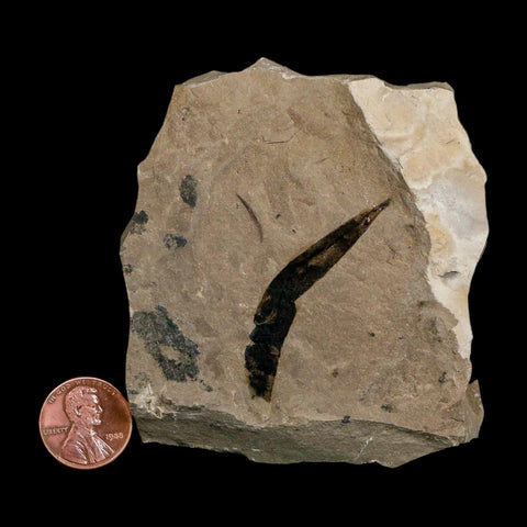 1.6" Detailed Cedrelospermum Nervosum Fossil Plant Leaf Eocene Age Green River FM UT - Fossil Age Minerals