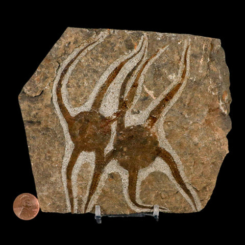 2 Two Brittlestar Ophiura Sp Starfish Fossil Ordovician Age Morocco COA & Stand - Fossil Age Minerals