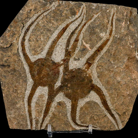 2 Two Brittlestar Ophiura Sp Starfish Fossil Ordovician Age Morocco COA & Stand - Fossil Age Minerals