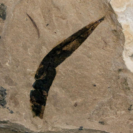 1.6" Detailed Cedrelospermum Nervosum Fossil Plant Leaf Eocene Age Green River FM UT