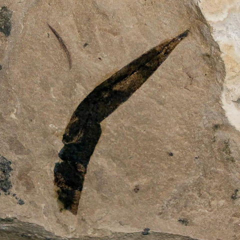 1.6" Detailed Cedrelospermum Nervosum Fossil Plant Leaf Eocene Age Green River FM UT - Fossil Age Minerals
