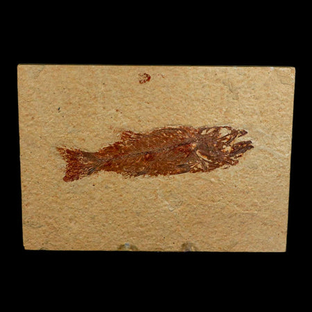 4.8" Mioplosus Fossil Fish Green River Formation Wyoming Eocene Age Stand