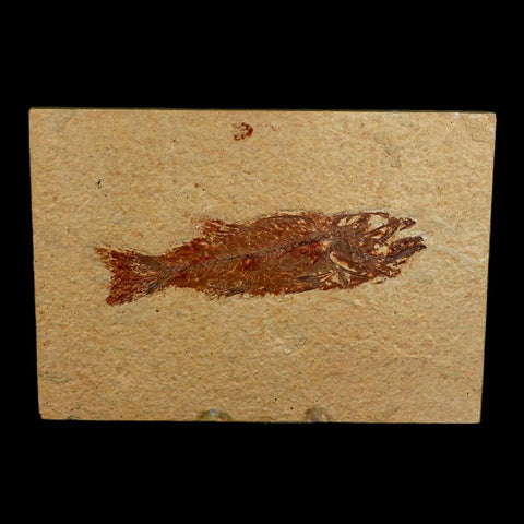 4.8" Mioplosus Fossil Fish Green River Formation Wyoming Eocene Age Stand