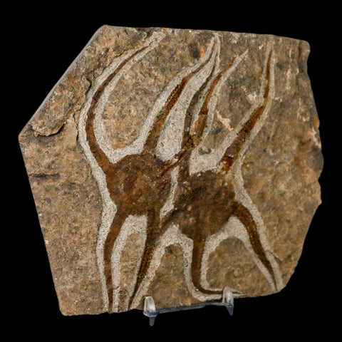 2 Two Brittlestar Ophiura Sp Starfish Fossil Ordovician Age Morocco COA & Stand - Fossil Age Minerals