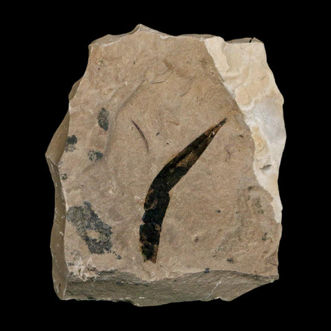 1.6" Detailed Cedrelospermum Nervosum Fossil Plant Leaf Eocene Age Green River FM UT - Fossil Age Minerals