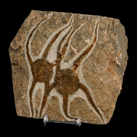 2 Two Brittlestar Ophiura Sp Starfish Fossil Ordovician Age Morocco COA & Stand - Fossil Age Minerals