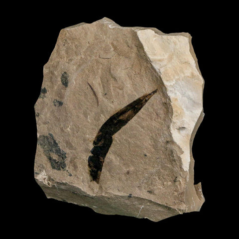 1.6" Detailed Cedrelospermum Nervosum Fossil Plant Leaf Eocene Age Green River FM UT - Fossil Age Minerals