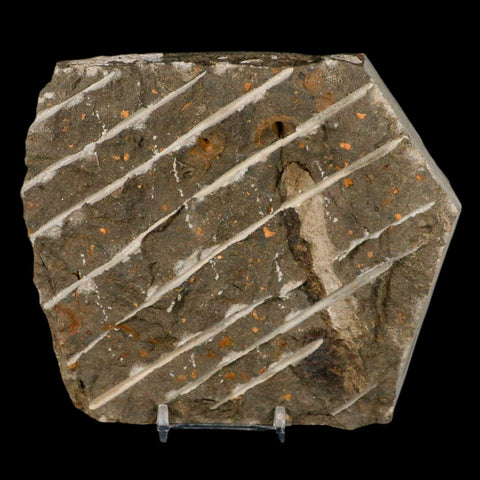 2 Two Brittlestar Ophiura Sp Starfish Fossil Ordovician Age Morocco COA & Stand - Fossil Age Minerals