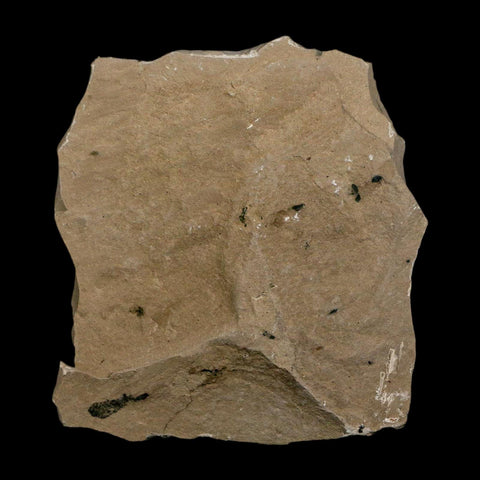 1.6" Detailed Cedrelospermum Nervosum Fossil Plant Leaf Eocene Age Green River FM UT - Fossil Age Minerals