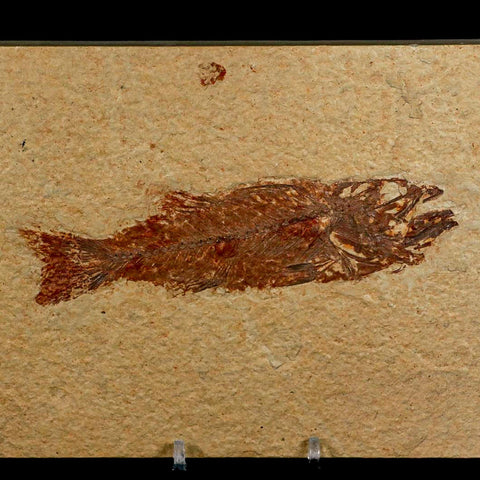 4.8" Mioplosus Fossil Fish Green River Formation Wyoming Eocene Age Stand