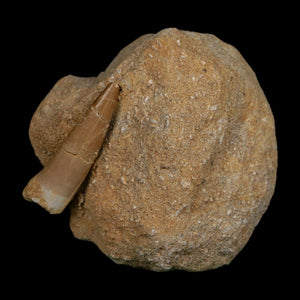 1.6