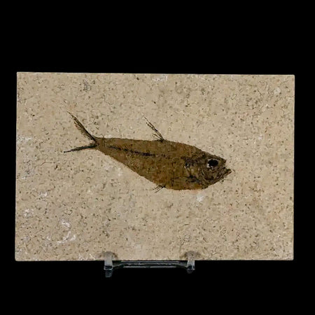 3.3" Diplomystus Dentatus Fossil Fish Green River FM WY Eocene Age COA, Stand