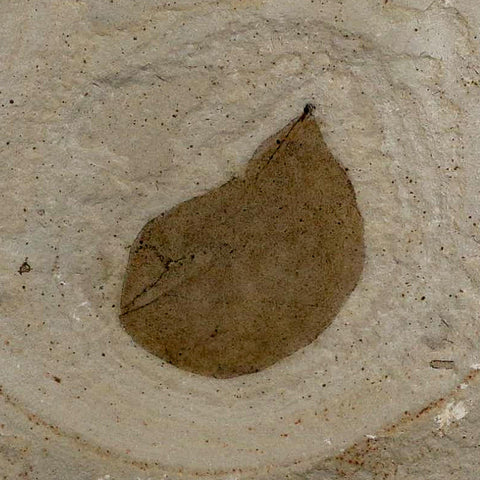 1.2" Detailed Leguminosites Lesquereuxiana Fossil Plant Leaf Eocene Green River FM Utah - Fossil Age Minerals