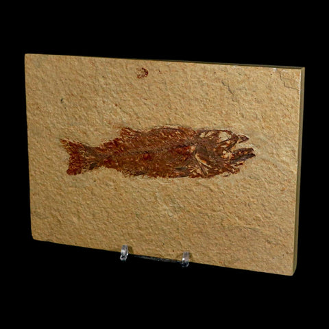 4.8" Mioplosus Fossil Fish Green River Formation Wyoming Eocene Age Stand