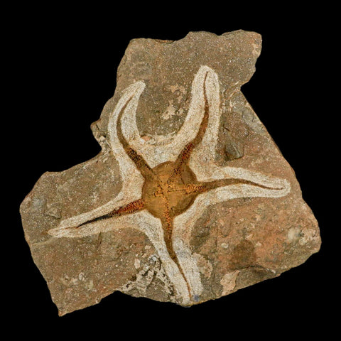 4.8" Brittlestar Ophiura Sp Starfish Fossil Ordovician Age Morocco COA & Stand - Fossil Age Minerals