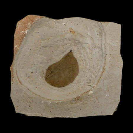 1.2" Detailed Leguminosites Lesquereuxiana Fossil Plant Leaf Eocene Green River FM Utah