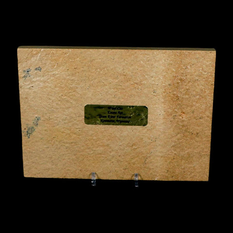 4.8" Mioplosus Fossil Fish Green River Formation Wyoming Eocene Age Stand