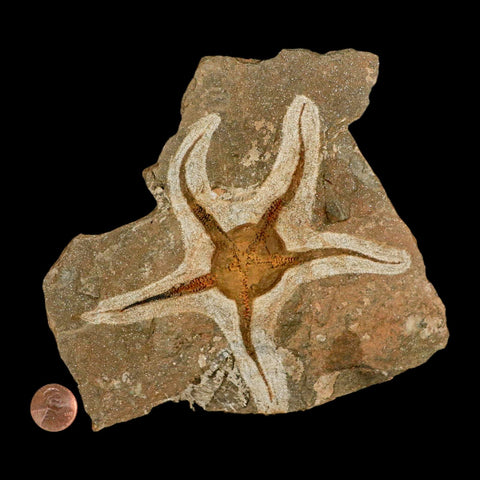 4.8" Brittlestar Ophiura Sp Starfish Fossil Ordovician Age Morocco COA & Stand - Fossil Age Minerals
