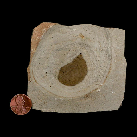 1.2" Detailed Leguminosites Lesquereuxiana Fossil Plant Leaf Eocene Green River FM Utah - Fossil Age Minerals